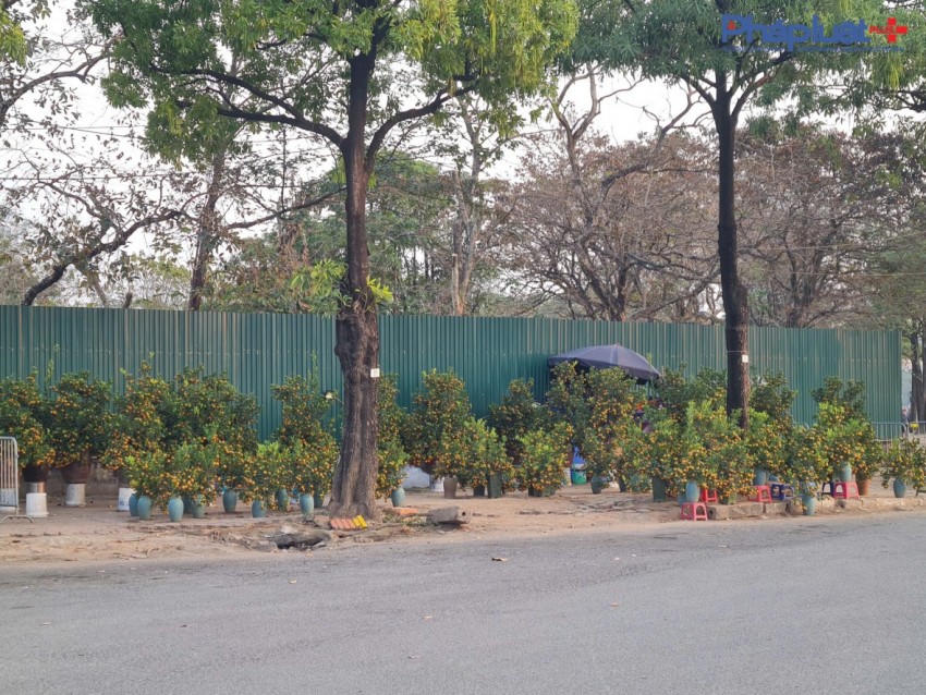 Các sản phẩm được các thương lái, chủ nhà vườn tập kêt trên vỉa hè, khoảng đất trống.