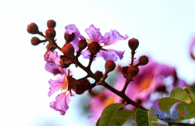 Hoa bằng lăng với sắc tím nhạt mang lại vẻ đẹp thuần khiết dịu dàng.