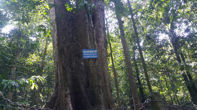 Vườn quốc gia Cúc Phương là một khu bảo tồn thiên nhiên, có hệ động thực vật phong phú đa dạng mang đặc trưng rừng mưa nhiệt đới. Nơi đây có một  cây đại thụ được nhiều người biết tới đó là cây chò ngàn năm tuổi.