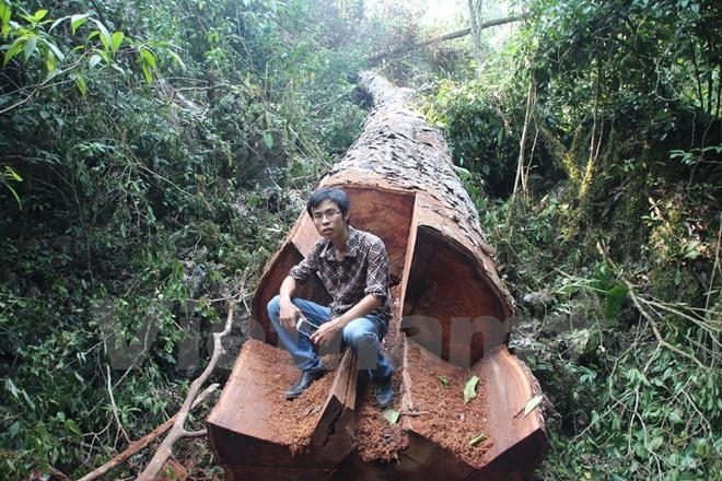 Một cây nghiến cổ thụ bị lâm tặc cưa đổ. (Ảnh: H.V/Vietnam+)
