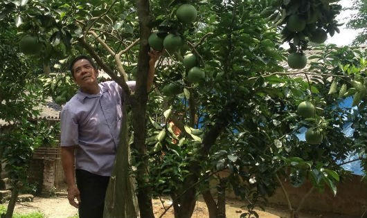 Mô hình trang trại VAC đem lại nguồn thu nhập không hề nhỏ cho gia đình ông Bảo.