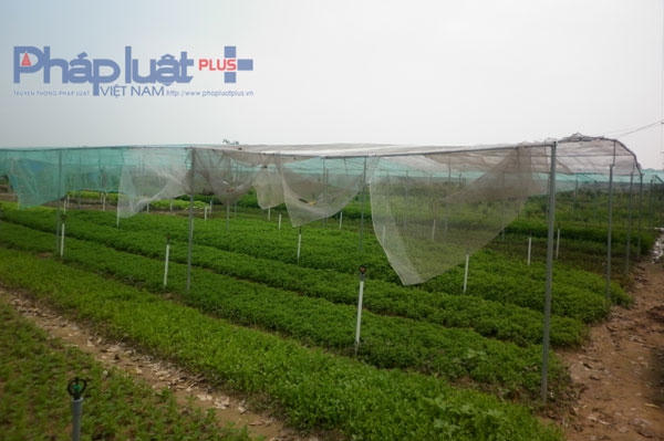 Những vườn rau tại xã Tân Minh (Thường Tín - Hà Nội) được che lưới rất cẩn thận.