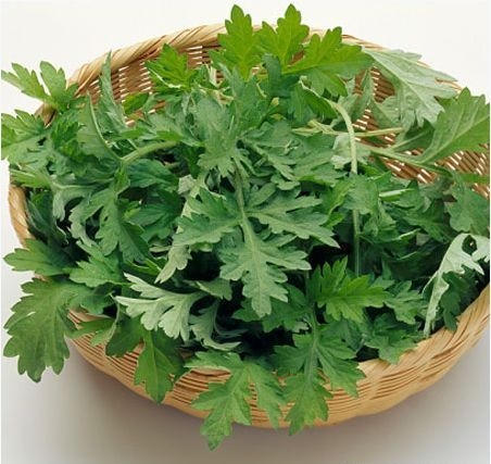 Ngải cứu có rất nhiều công dụng trong việc trị bệnh.