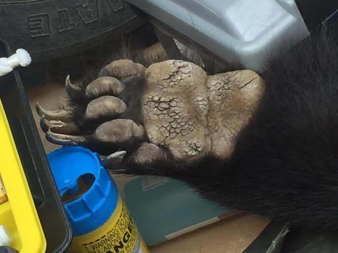 Bàn tay nứt nẻ do bị nuôi nhốt lâu năm.