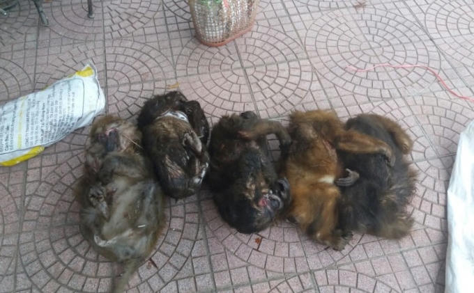 Khám xét tại chỗ lực lượng chức năng thu giữ 7 cá thể khỉ mặt đỏ, trong đó 1 cá thể còn sống.