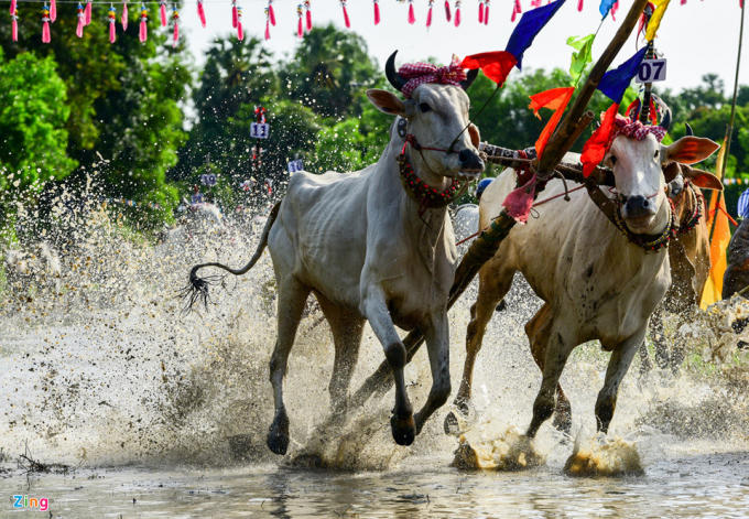 Một nài bò bị ngã lăn ra phía sau, phía trước bò vẫn chạy băng băng về đích. 