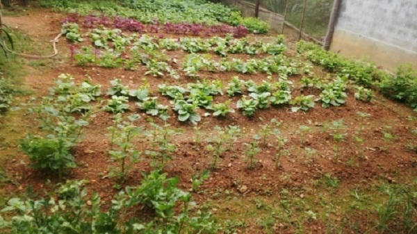 Khu đất anh Hiệp dành riêng trồng rau sạch. Ảnh N.G