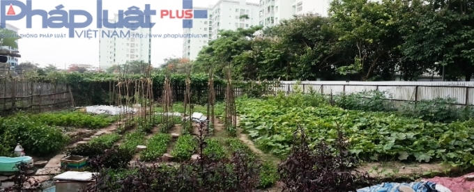 Hơn 100 hộ dân sinh sống trong Khu đô thị Pháp Vân - Tứ Hiệp (Hoàng Mai, Hà Nội) đã tự quây thành các ô đất nhỏ để trồng rau.