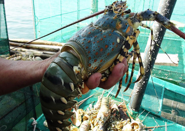 Tôm hùm nuôi ở vùng biển bắc vịnh Vân Phong chết hàng loạt.