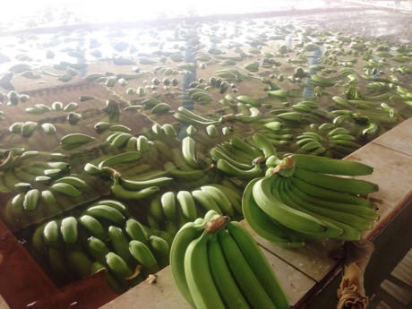 Cận cảnh khu vực bồn ngâm khử khuẩn chuối.