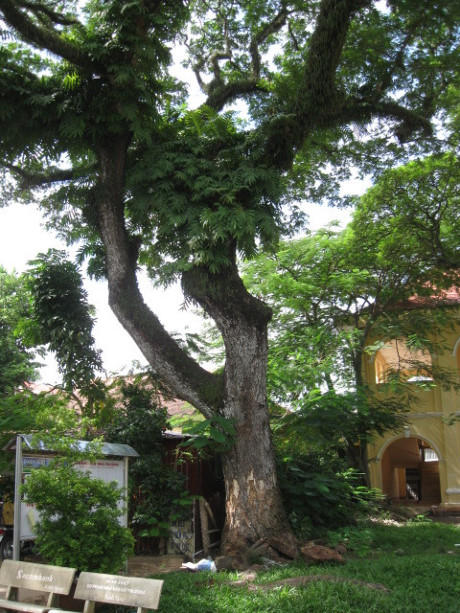 Những c&acirc;y cổ thụ trăm tuổi ở S&oacute;c Trăng