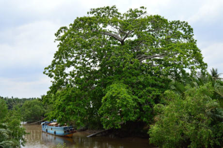 Cây bàng nhìn từ xa