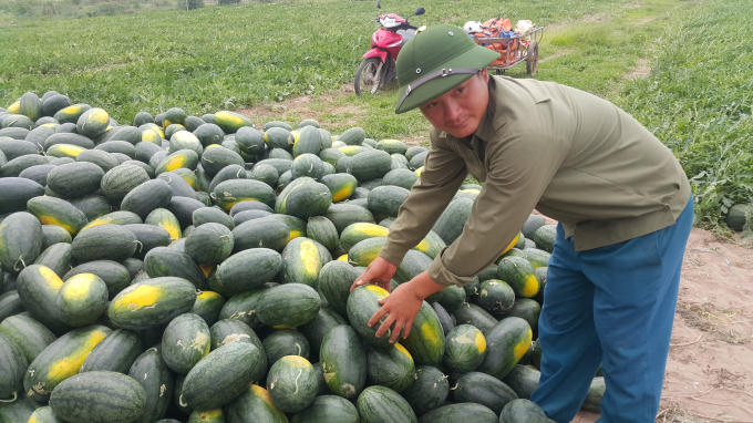 Anh Nguyễn Văn An vui mừng vì vụ dưa năm nayđược mùa, được giá.
