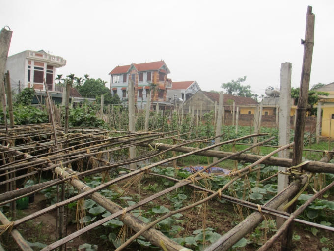 Tuy nhiên, họ mong muốn các cấp chính quyền sẽ có những chính sách giúp người dân có được đầu ra cho sản phẩm và phát triển thương hiêu của mình. (Thu Hường)