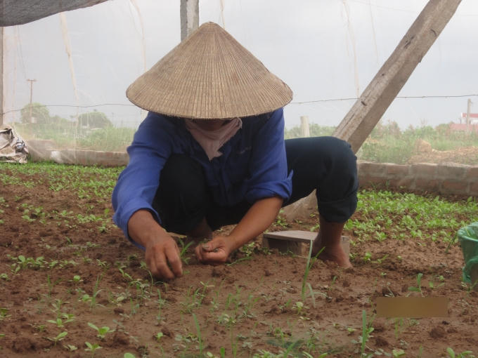 Từ kh&acirc;u l&agrave;m giống, gieo hạt, chăm s&oacute;c đến khi thu hoạch đều được người d&acirc;n &aacute;p dụng theo quy tr&igrave;nh.