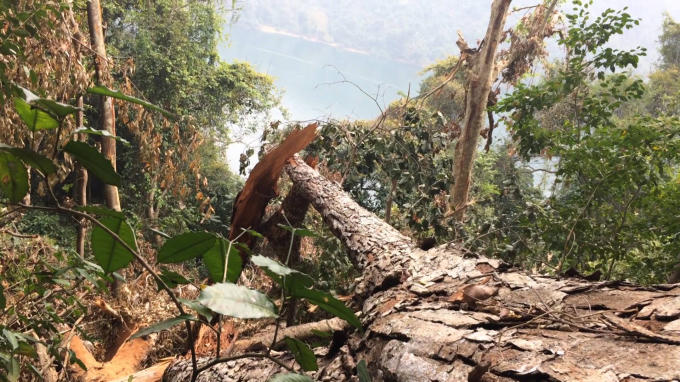 Cây gỗ nghiến bị chặt hạ được phát hiện đầu năm nay.