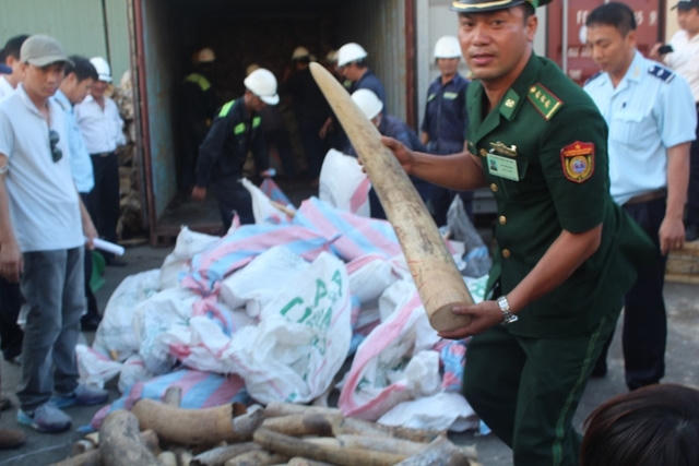 Số ngà voi bị bắt năm 2015 này dự kiến sẽ bị nghiền nát bằng xe lu.