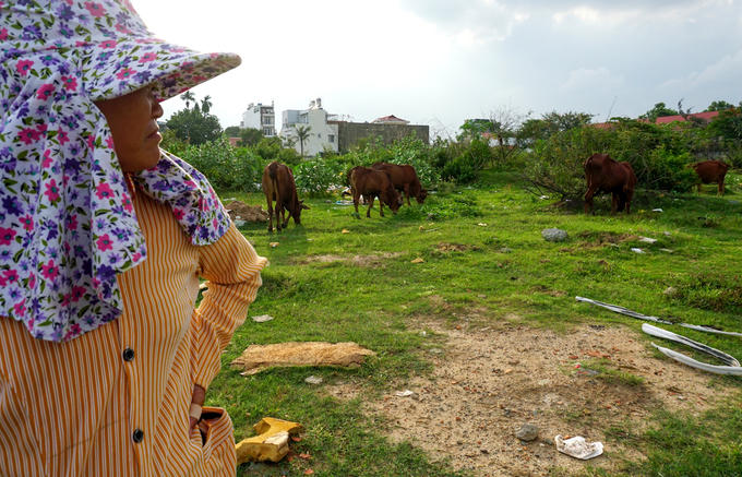 Khu đất rộng lớn được quy hoạch thành khu dân cư kiểu mẫu của thành phố trở thành nơi để chăn trâu bò, nuôi heo rừng, gà vịt...  "Nhà tôi trước có 2.000 m2 đất, sau giải tỏa được đền bù ba lô ở gần đây nhưng không có hạ tầng nên đâu xây được nhà. Hàng ngày, tôi và chồng ở tại căn chòi trên nền nhà cũ và đi chăn bò", bà Gái (47 tuổi) cho biết.