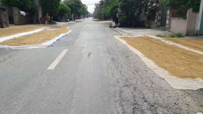 Mặt đường bị "xẻ" để làm sân phơi cho bà con.