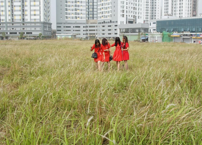 Họ hồn nhiên chuyện trò,dảo bước trong vườn lau.