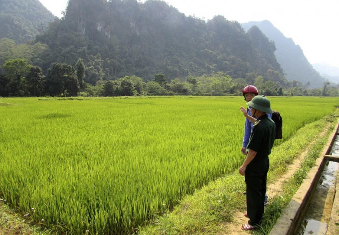 Ruộng lúa của bà con người Rục.