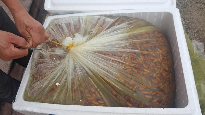 Nhộng tằm đã bốc mùi được ngâm trong 1 loại dung dịch màu vàng.