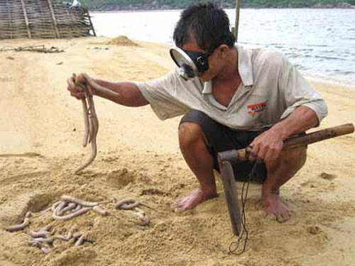 Để bắt được sá sùng, người dân dùng cuốc (mai) tìm những vùng vân cát do sá sùng làm lỗ tạo ra để đào. Chỉ cần xác định được chỗ sá sùng trú ngụ, chỉ cần đào khoảng 10-15 cm độc sâu mặt đất là thấy sá sùng. Thông thường người dân chỉ dùng tay để bắt sùng. Ảnh: Baoquangninh.