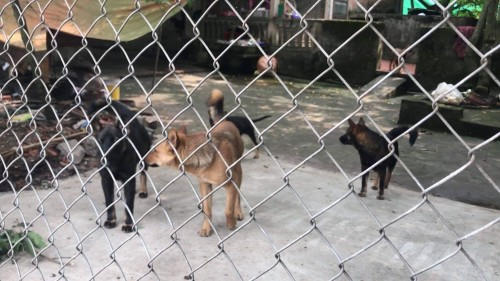 Đàn chó tấn công cháu Đ.Đ.N. vào chiều tối ngày 3/4.