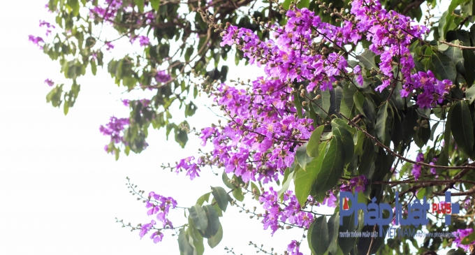 H&agrave; Nội: Bằng lăng, phượng hồng đua nhau khoe sắc