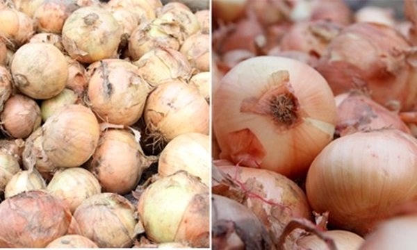 Hành tây Việt Nam (bên trái ảnh) xấu mã, trong khi đó hành tây Trung Quốc (bên phải ảnh) tròn đẹp, căng bóng.