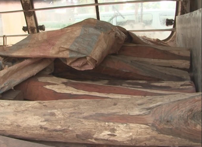 Số gỗ trắc bị phát hiện không có giấy tờ hợp pháp.