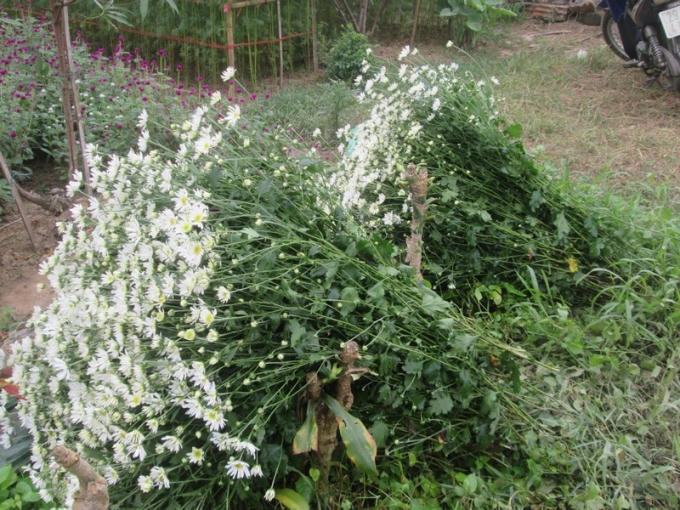 Sau khi cắt những bông cúc được xếp thành từng bó cho dễ vận chuyển.