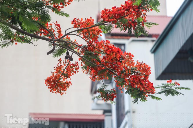 Phố phường Hà Nội rạo rực 'mùa phượng cháy' - ảnh 6