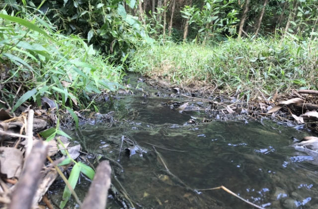 Trại lợn hàng ngàn con xả thải “bức tử” môi trường, tra tấn người dân