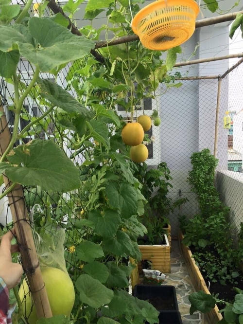 Khu vườn được bố trí hợp lý.