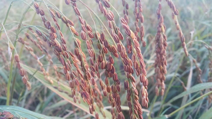 Cận cảnh giống lúa quý "nếp đen".