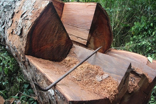 C&acirc;y gỗ nghiến cổ thụ bị l&acirc;m tặc đốn hạ nhưng chưa kịp vận chuyển. (Ảnh: H.V/Vietnam+)