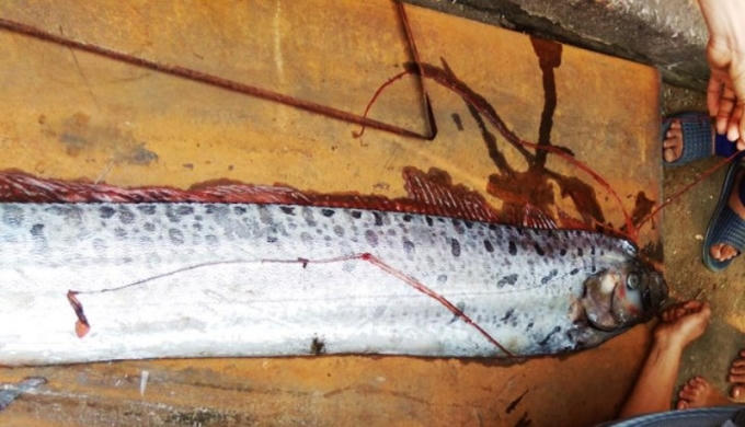 Con cá hố rồng được anh Chiến và anh Duy phát hiện.