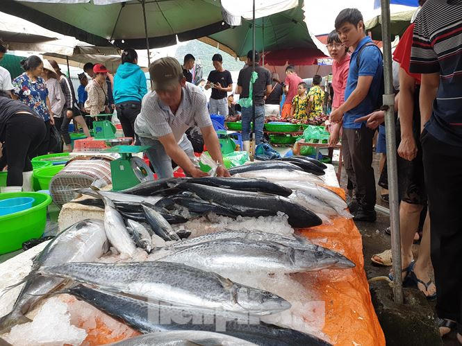 Nhiều loại cá vừa được mang dưới thuyền lên đã có người hỏi mua.