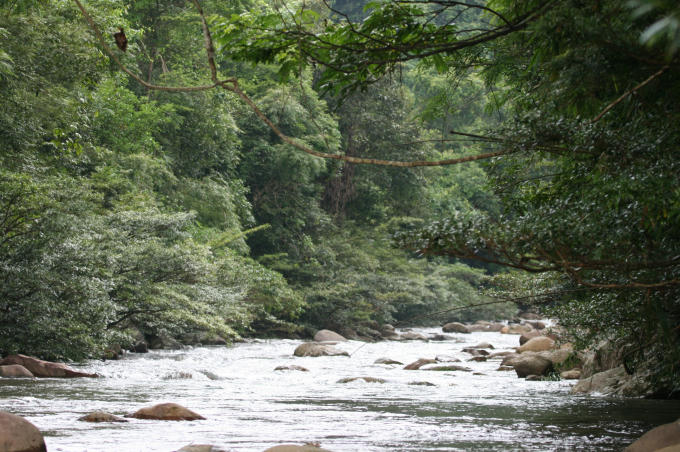 Những con suối trong vắt nằm len lỏi trong rừng dẫn nước ra hồ Cao Vân; hai bên là ngút ngàn, tầng tầng, lớp lớp thảm thực vật đa dạng, phong phú.