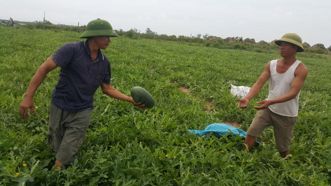 Nông dân huyện Kim Sơn, Ninh Bình thu hoạch dưa hấu bán cho thương lái.