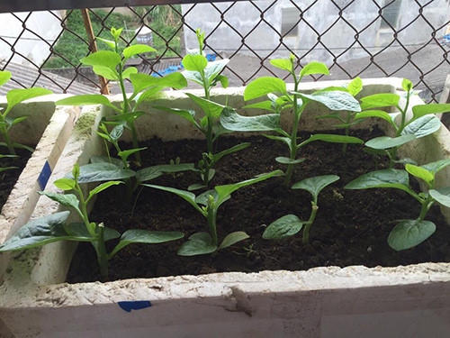 Riêng mồng tơi, chị trồng trong thùng xốp nhỏ