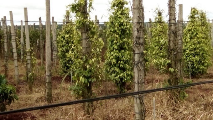 Hạn hán làm chết nhiều diện tích cây Tiêu của bà con tại các tỉnh Gia Lai và Đắk Lắk.