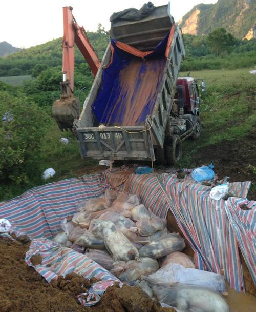 Do nước lũ chưa rút hết, việc tiêu hủy lợn sẽ phải kéo dài sang những ngày tiếp theo.