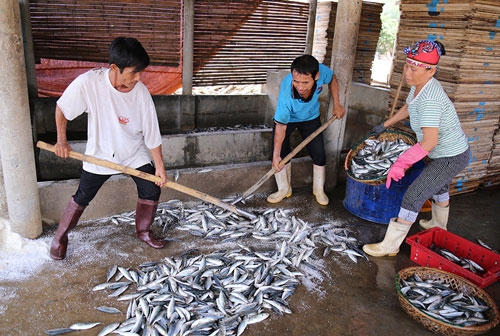 Theo kết luận của Bộ Y tế, các loại cá biển tầng nổi đủ an toàn để dùng làm thực phẩm. Ảnh:Hoàng Táo.