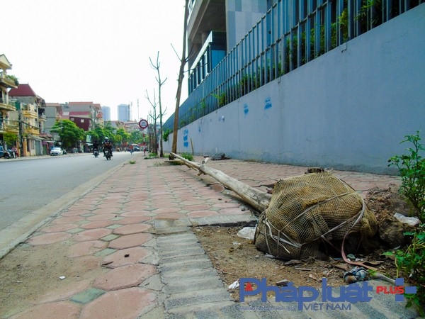 Cây chết bị những cơn gió lớn quật bật gốc nằm ngổn ngang.
