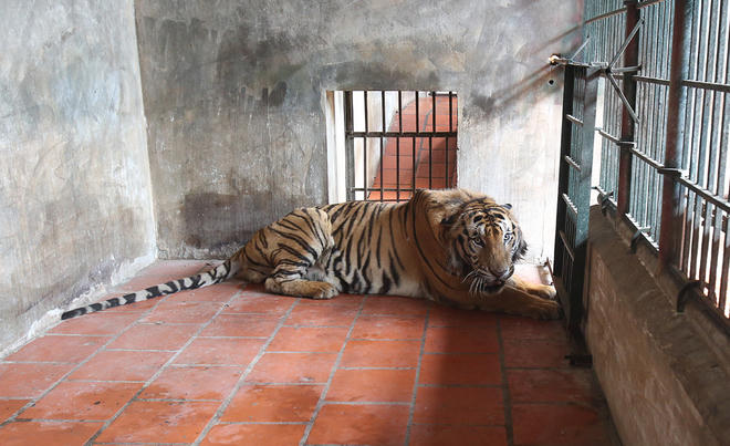 Căn phòng nhỏ bên trong của Beo. Chị Hằng cho biết, Beo là bố của 20 con hổ khác đang nuôi ở trung tâm, vì vậy nó luôn thể hiện là con đầu đàn, sẵn sàng chống lại nếu kẻ khác xâm nhập vào lãnh địa.