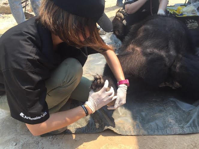 Kiểm tra khớp chân và khớp tay của gấu.