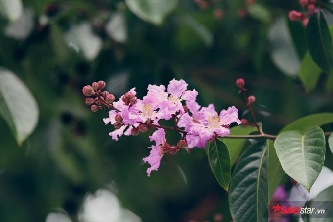 Hoa đẹp đến ngây ngất khi ướp mình trong những hạt sương buổi sớm.