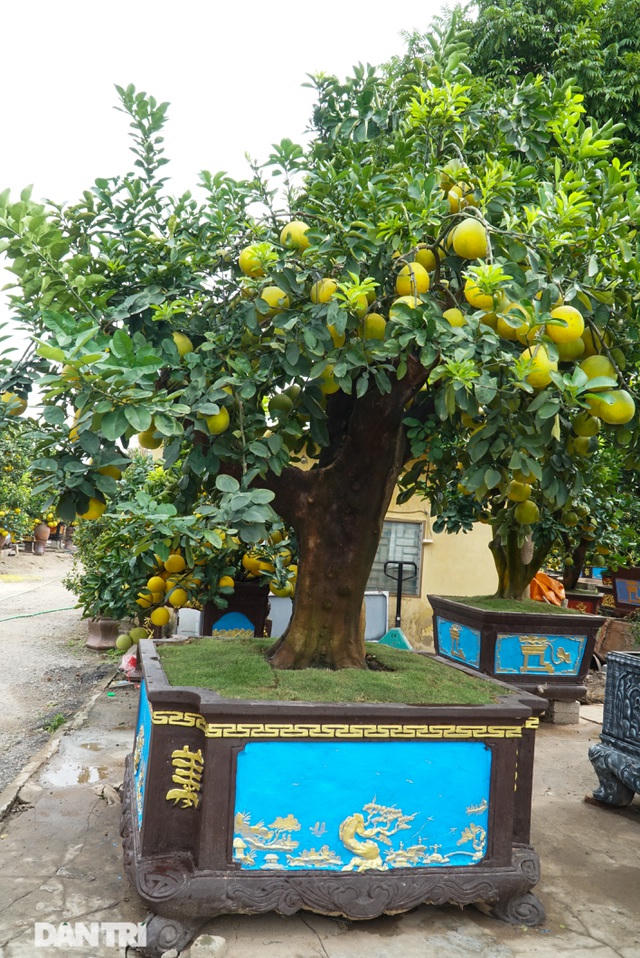 Giá của những gốc bưởi cổ thụ bày sân, sảnh hoặc phòng khách lớn dao động từ 50-200 triệu/cây.
